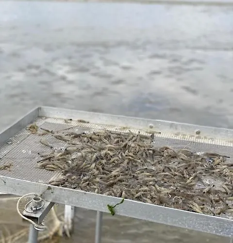 Apartment Depannemarkt De Panne